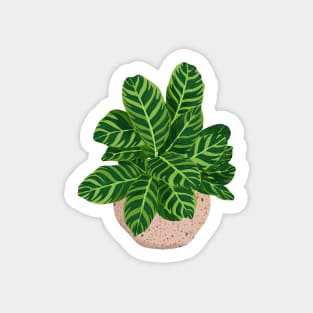 Calathea Illustration Sticker